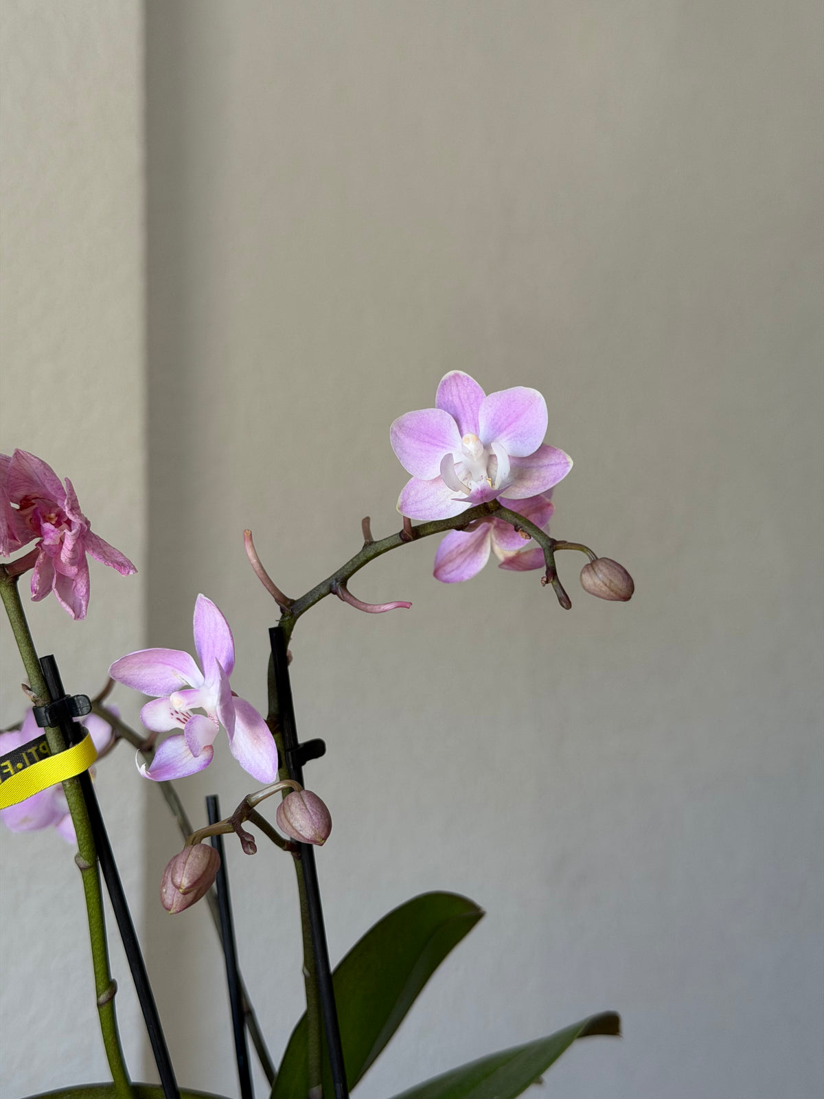 Colgante Mini Phalaenopsis Lila con Cadena Dorada Ajustable